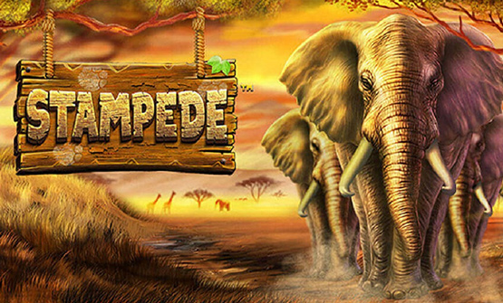 Das Logo des Stampede Slots sowie rechts eine Horde Elefanten.